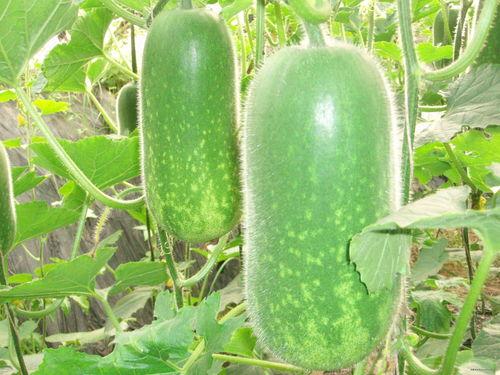 吃瓜爆料深圳视频大全,揭秘城市热点事件