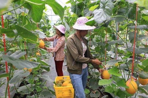 网红吃瓜种草,揭秘网络红人的美食推荐奥秘